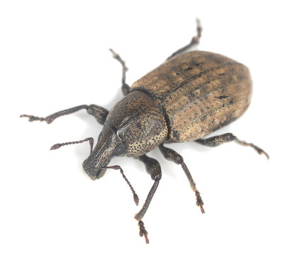 Ground weevil, Barynotus obscurus isolated on white background