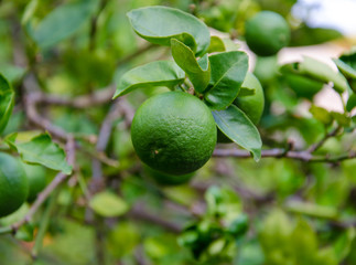 Green Lemons on tree