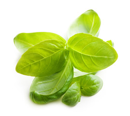 Basil leaves spice closeup isolated on white background.