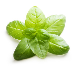 Basil leaves spice closeup isolated on white background.
