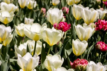 Crédence de cuisine en verre imprimé Tulipe Tulip Field