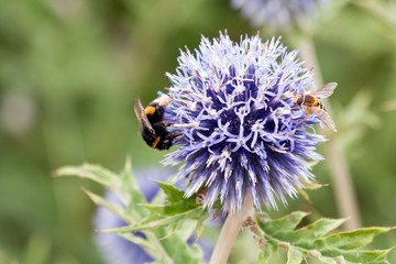 Thistle