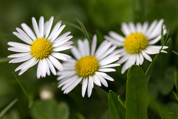 Obraz premium Daisies - Impressive Detail