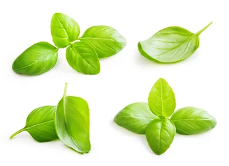 Poster Basil leaves spice closeup isolated on white background. © Valentina R.