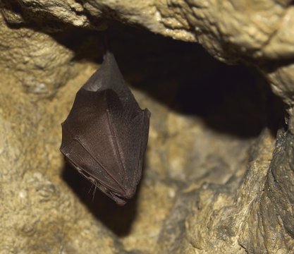 Greater horseshoe bat( Rhinolophus ferrumequinum)