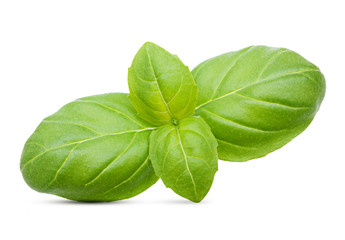 Basil leaves spice closeup isolated on white background.