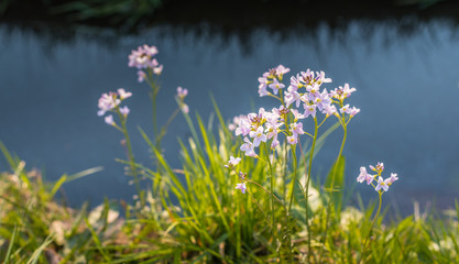Pale pink blooming cuckoo flower plants
