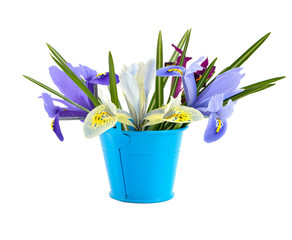Small bucket with iris.