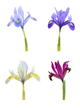 Iris (Iridodictyum) Isolated on white background.