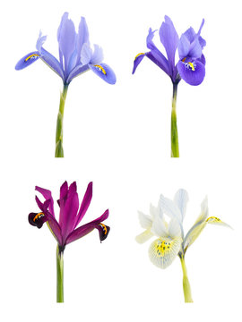 Iris (Iridodictyum) Isolated on white background.