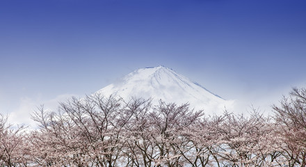 Beautiful Mount Fuji and pink cherry blossom trees in spring, Ja