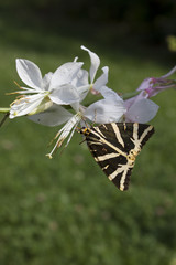 papillon fleur ecaille chinée butterfly on flower