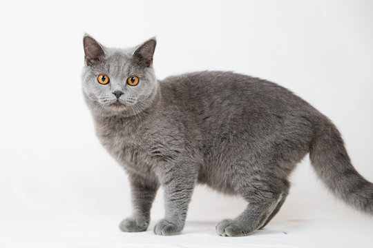 British Shorthair Cat On White Background