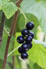 Berries black currant