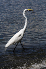 photography of a white heron in beach