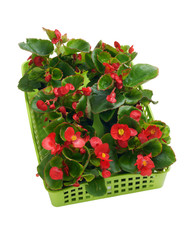 Begonia semperflorens in a basket