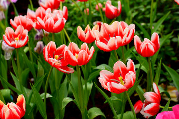 Group of Red Tulips in Garden