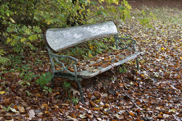 Empty Bench in the Forest