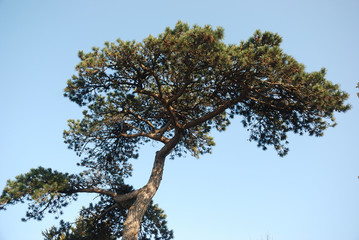 Pine trees