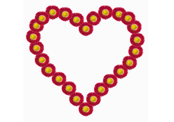 Blumenherz Gaensebluemchen