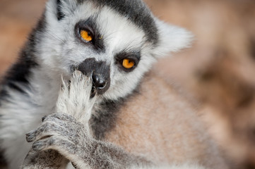 Lémurien maki catta