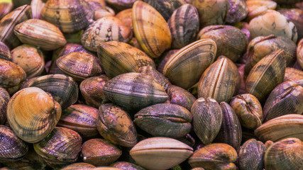 Barcelona, Altstadt, Markt, Fischmarkt, Venusmuschel, Spanien