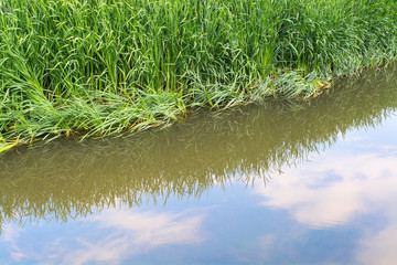 Reflection of water vegetation and blue sky