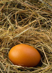 chicken egg