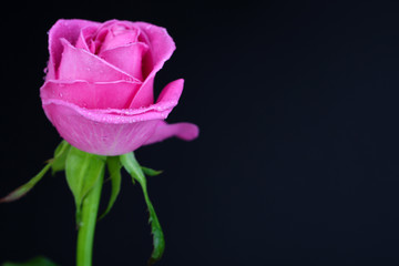 Pink rose isolated on black