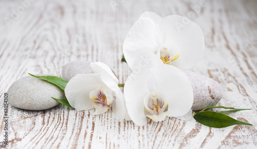 цветы белые орхидеи бесплатно