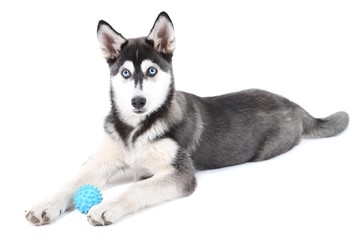Beautiful cute husky puppy, isolated on white