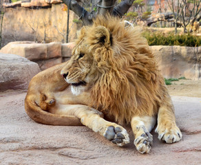 Obraz premium old lions on the rocks.