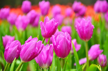 Purple Tulips in Garden