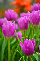 Obraz premium Purple Tulips in Garden