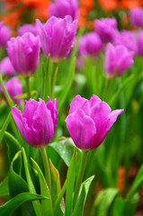 Purple Tulips in Garden