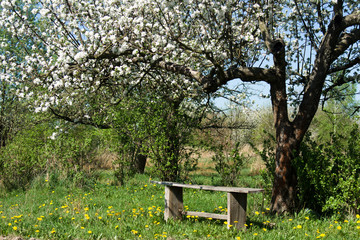 WIOSNA W OGRODZIE © Piotr Szpakowski