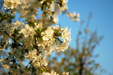 blossom apple tree at sun set