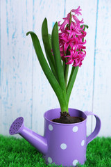 Beautiful hyacinth flower in decorative watering can