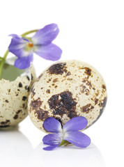 Easter composition with violets flowers in egg shells