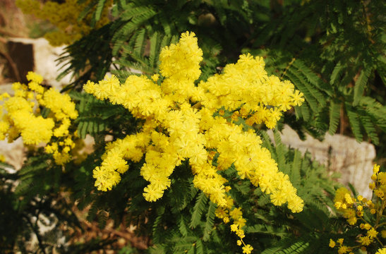 Mimosa