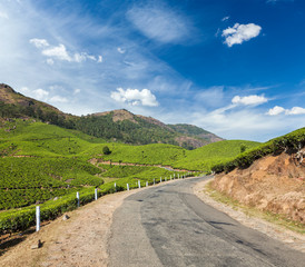 Green tea plantations in Munnar, Kerala, India