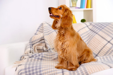 Beautiful cocker spaniel on couch in room