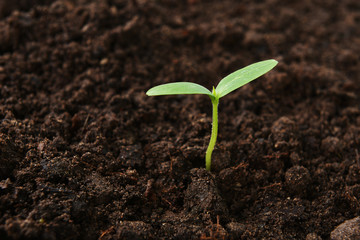 green cucumber seedling