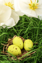 Obraz na płótnie Canvas Easter eggs on green grass, close up