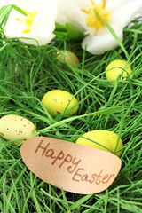 Easter eggs on green grass, close up