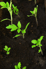 green seedling