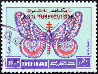 March moth (Dubai 1963)