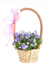 campanula bellflowers