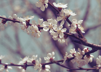 Spring Blooming Apricot Tree