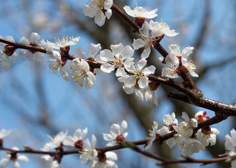 Spring Blooming Fruit Tree